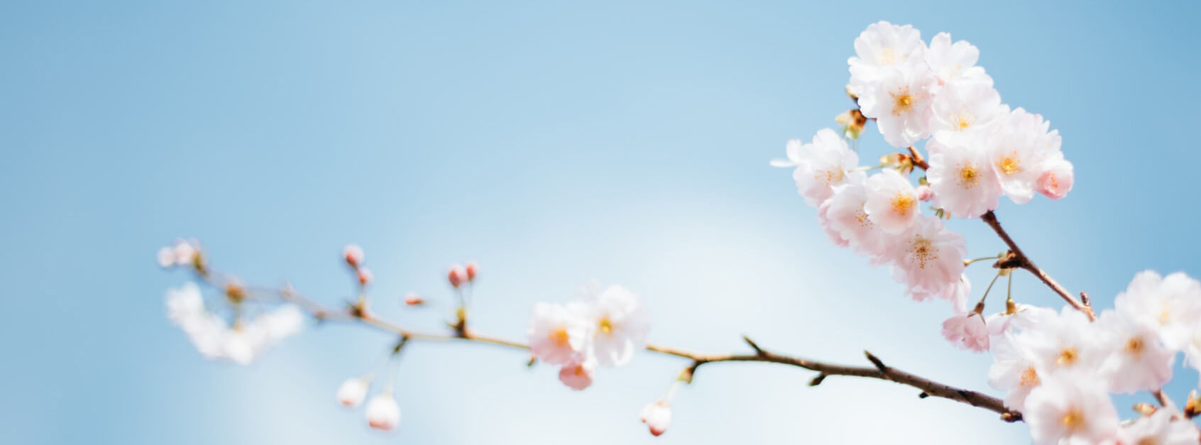沛槐