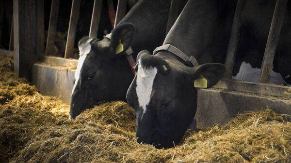 Signpost: Survey shows 75% of dairy and beef farms have a surplus of winter feed